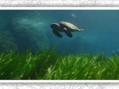 Video: Waar Staat De Groene Zeeschildpad Bekend Om?