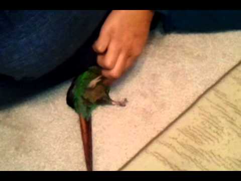 Green cheek conure playing around