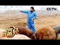 《致富经》快乐养猪让他年入千万 20200309 | CCTV农业