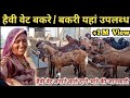 ।JAI MAA BHAWANI GOAT FARM।।हैवी वेट बकरे/बकरी उपलब्ध ।heavy weight goat available for sale
