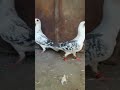 اجمل طيور حمام عمريات بوظيات 