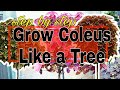 How To Grow Coleus As A Tree: Step By Step