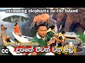 4km swimming elephants      photography elephant viral