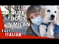 Cute Dogs in Milan | Easy Italian 68