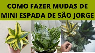 Aprenda a Fazer Propagação da Mini Espada de São Jorge Através da Folha