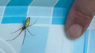 World’s Biggest Long Jawed Orbweaver & False Widow Spider  Outdoor Adventure