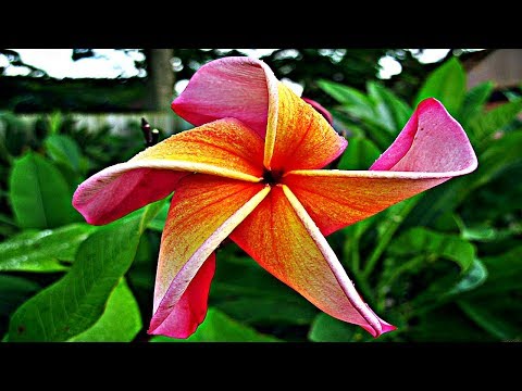 7 Increibles Plantas En Peligro De Extincion Youtube