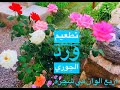 تطعيم ورد الجوري تطعيم ورد الجوري