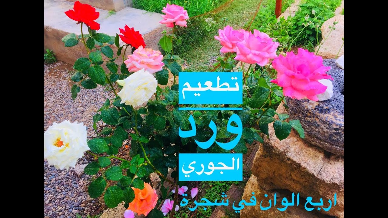 تطعيم ورد الجوري