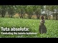 Tuta absoluta: Combating the tomato leafminer