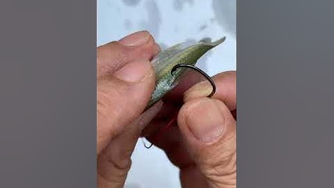 The best bait method for all types of catfish