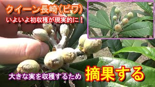 【家庭菜園】クイーン長崎(ビワ)の摘果－初収穫がいよいよ現実的になってきたので大きな実を収穫するために－