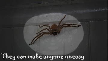 Do You Hate Spiders? - Arachnophobia: Fear of Spiders
