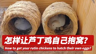 怎样让你的#芦丁鸡 自己#抱窝 #孵蛋？How  to get your rutin chickens to hatch their own eggs?#minichicken #rutin #迷你鸡