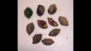 EatTheWeeds: Episode 154: Tropical Almond Revisited
In this video we revisit a common invasive edible tree, the Tropical Almond. It has edible fruit and seed. EatTheWeeds: Episode 154: Tropical Almond Revisited