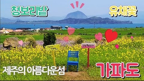 가파도 미리 가보기-청보리와 유채꽃 만발한  환상의 섬 [4k] The fantasy island with green barley fields and rape blossoms