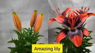 Incredible lily. 30 seconds of pleasure. #flowers #timelapse