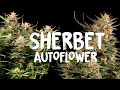 Sherbet Autoflower Seed to Harvest SEEDSTOCKERS | Spider Farmer SE7000 LED Grow Light