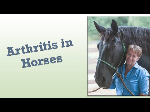 Video: Equine Artritis Sa Mga Kabayo