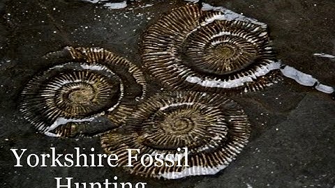Yorkshire Fossil Hunting at Sandsend November 2022 #ammonites #fossils #fossilhunting