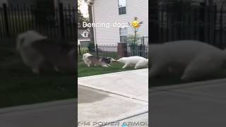 Dancing dogs 🤣 #funny #dogs #dance #memes #shorts