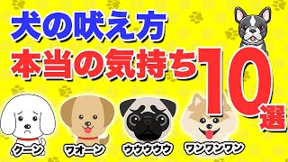 吠え声で読み解く犬の気持ち10選