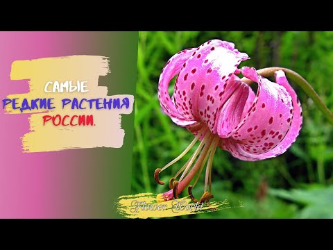 Самые редкие растения России.🌼Краснокнижные растения России.