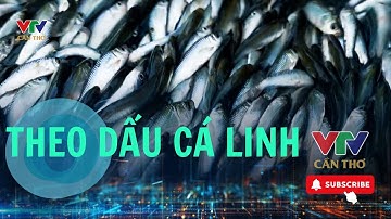 Về miền châu thổ - theo dấu cá linh | VTV CẦN THƠ