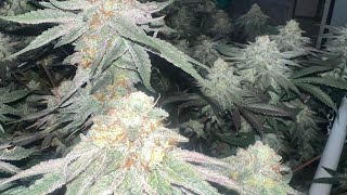 indoor grow 2023, week 7 of flower
