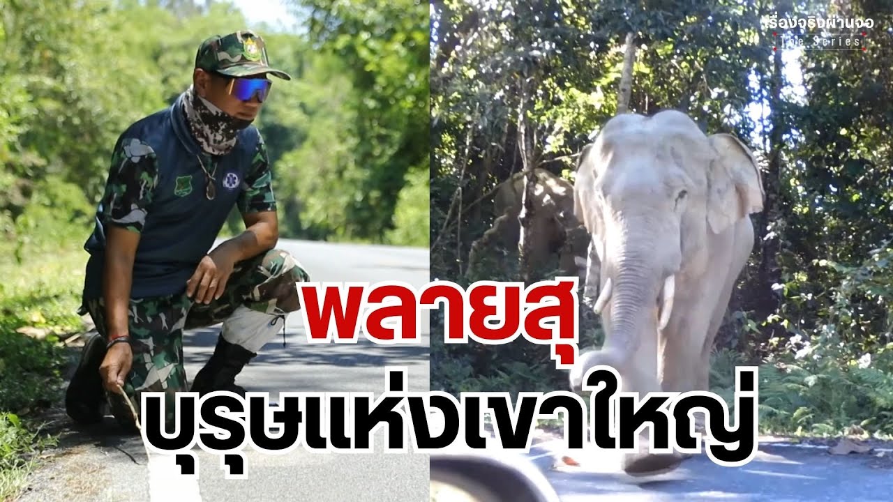 พลายสุ บุรุษแห่งเขาใหญ่ I เรื่องจริงผ่านจอ Theseries 12 พฤษภาคม 67