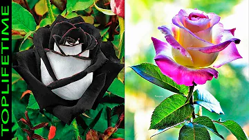 ¿Cuál es la rosa más grande?