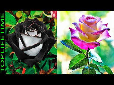 Video: Las rosas más bellas del mundo: foto con nombres