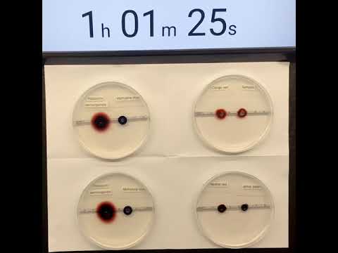 CCC Online Biology Lab Resources - diffusion of dye in agar time lapse ...
