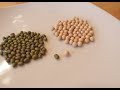 Mung Bean Natto  -Non-Soybean Natto Series-