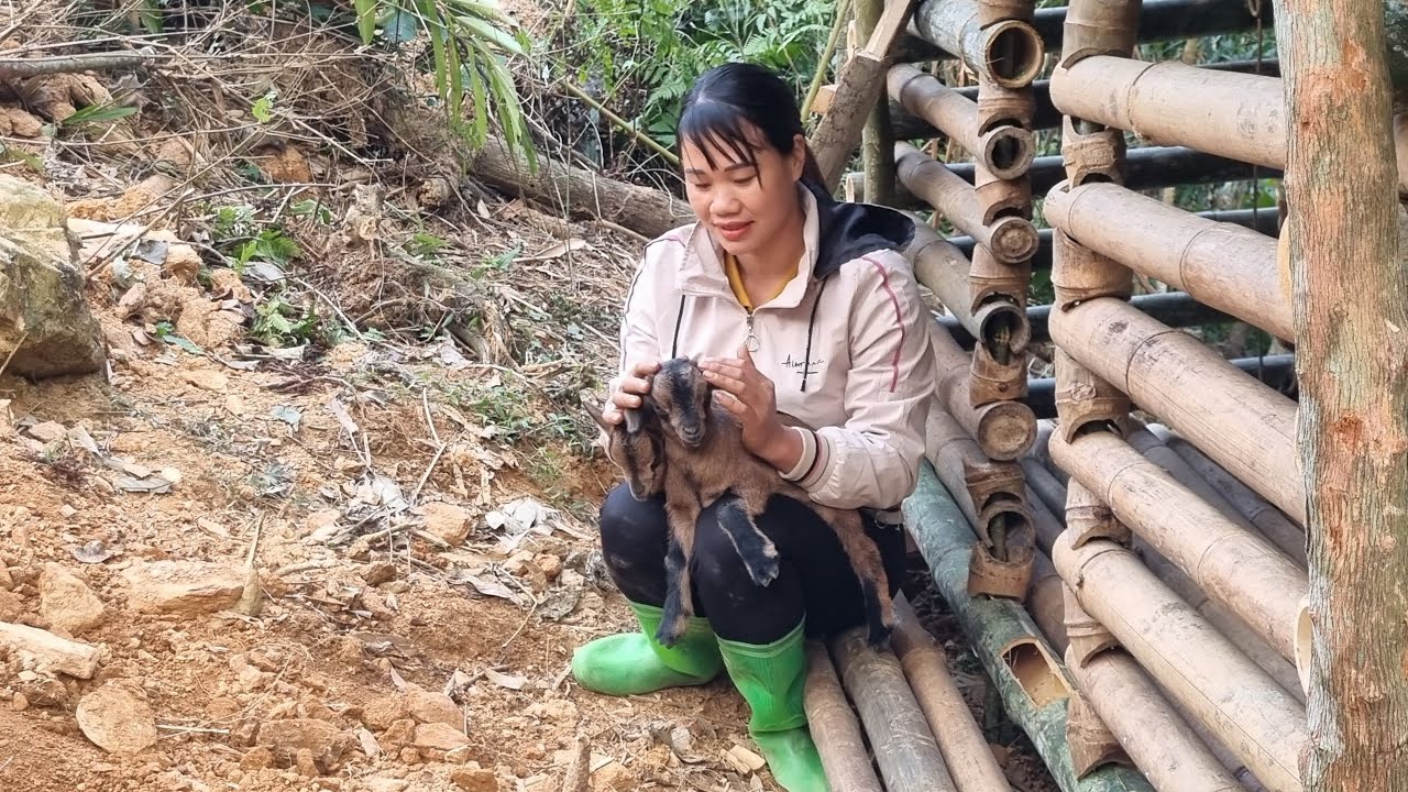 Build a bamboo goat house and move the goats to a new barn, new farm