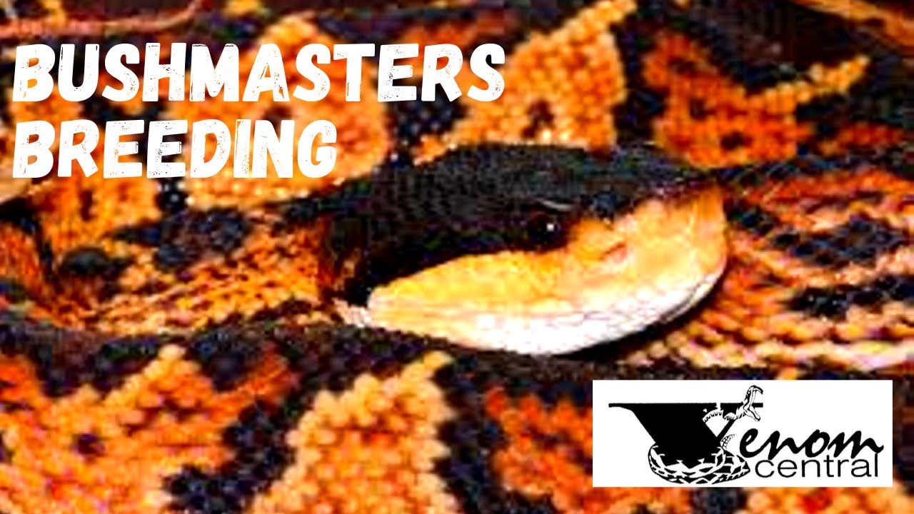 World s Largest Pit Viper Bushmaster Snake Breeding YouTube world-s-largest-pit-viper-bushmaster-snake-breeding-youtube