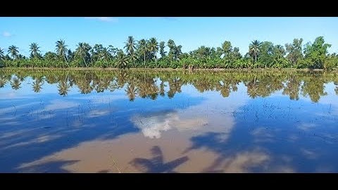 Câu cá lóc ruộng ngày nghỉ dịp lễ (Fishing snakehead)!!