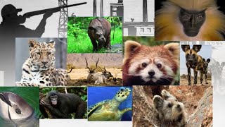 32 حيوان مهدد بالانقراض في 2023