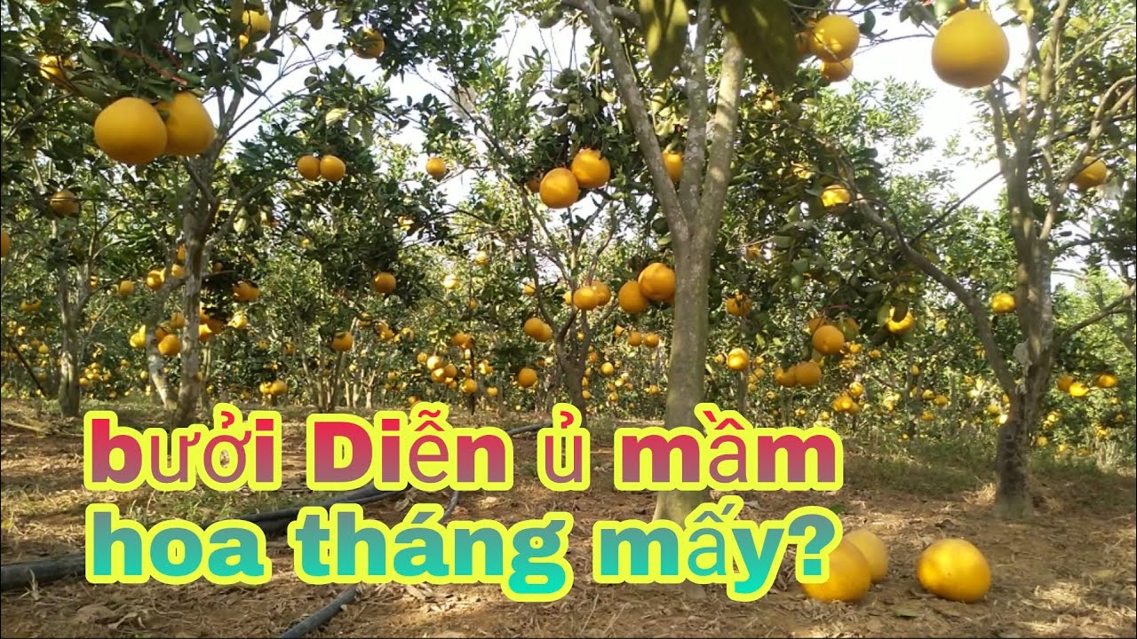 Bưởi Diễn ủ mầm hoa vào tháng nào trong năm? bưởi Rỏn