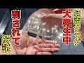 刺されて実演！大発生中の「ハブクラゲ」に刺された際の症状と応急処置
