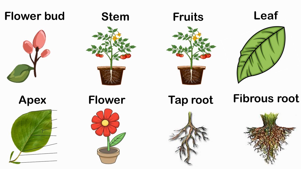 plants in abox Bloomer Bundle