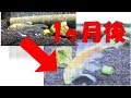 【驚愕】ヒレナガゴイ 成長記録1ヶ月目
