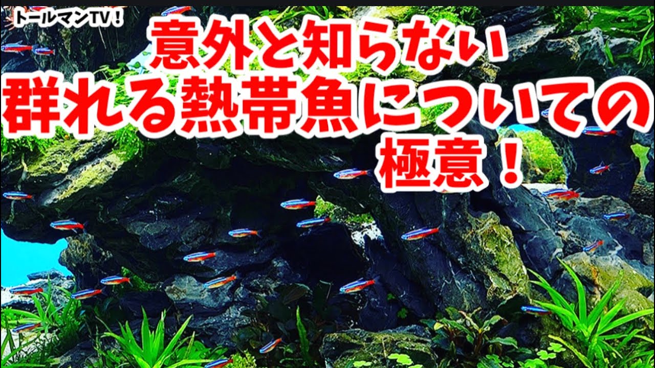 群れる美しい熱帯魚の極意