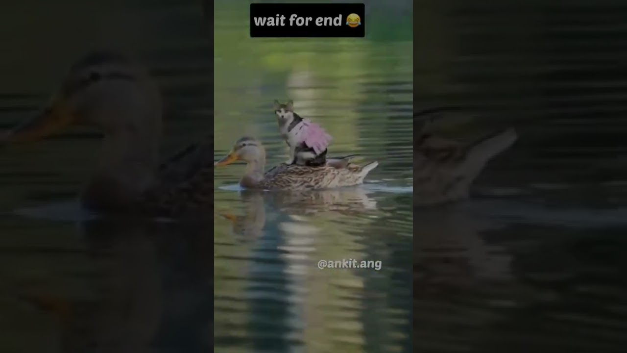 Bagad Billa || backchod Billa || funny 🤣🤣🤣video 🤣🤣 || bsdk || ankit.ang || 