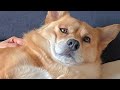 タプタプさんなオイヌ様(雑種犬)