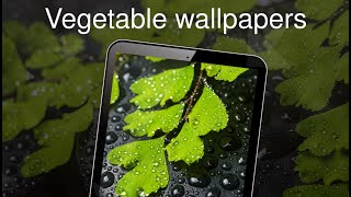 Vegetable wallpapers 4k screenshot 3