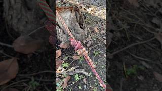 Adjustable ropes joining technique #knot #shorts