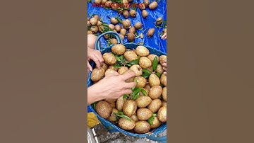 thu hoạch sapochê(hồng xiêm)ngọc vàng vlogs#shorts