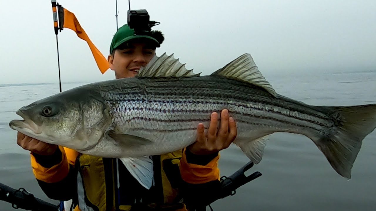 Kayak Fishing For Striped Bass with live bait YouTube