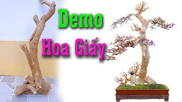 Biến Cây Củi thành Cây Cảnh - Uốn cây Hoa Giấy